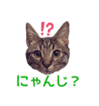 毎日使える【デカ文字】短足マンチカンにこ（個別スタンプ：24）