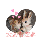 シーズーのチーズはいかがですか❓☺️②（個別スタンプ：2）