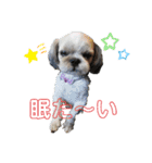 シーズーのチーズはいかがですか❓☺️②（個別スタンプ：5）