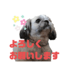シーズーのチーズはいかがですか❓☺️②（個別スタンプ：9）