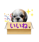 シーズーのチーズはいかがですか❓☺️②（個別スタンプ：13）
