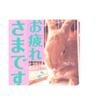 うさぎのハル 熱血編（個別スタンプ：2）
