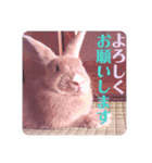 うさぎのハル 熱血編（個別スタンプ：4）