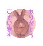 うさぎのハル 熱血編（個別スタンプ：8）