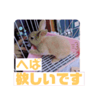 うさぎのハル 熱血編（個別スタンプ：21）