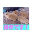 うさぎのハル 熱血編（個別スタンプ：30）