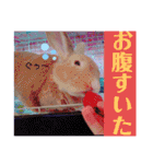 うさぎのハル 熱血編（個別スタンプ：32）