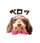 ダックス 日常 スタンプ（個別スタンプ：5）