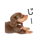 ダックス 日常 スタンプ（個別スタンプ：7）