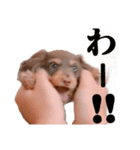ダックス 日常 スタンプ（個別スタンプ：9）