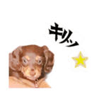 ダックス 日常 スタンプ（個別スタンプ：12）
