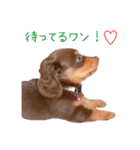 ダックス 日常 スタンプ（個別スタンプ：19）