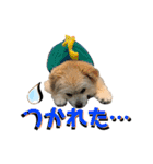 我が家のハーフ犬ポメチ⑨（個別スタンプ：1）