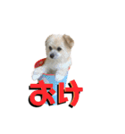 我が家のハーフ犬ポメチ⑨（個別スタンプ：2）