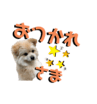我が家のハーフ犬ポメチ⑨（個別スタンプ：3）