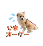 我が家のハーフ犬ポメチ⑨（個別スタンプ：4）