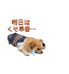 我が家のハーフ犬ポメチ⑨（個別スタンプ：5）