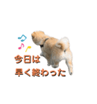 我が家のハーフ犬ポメチ⑨（個別スタンプ：6）