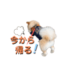我が家のハーフ犬ポメチ⑨（個別スタンプ：7）