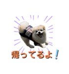 我が家のハーフ犬ポメチ⑨（個別スタンプ：8）