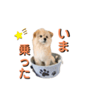 我が家のハーフ犬ポメチ⑨（個別スタンプ：9）