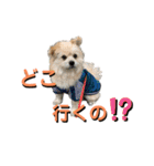 我が家のハーフ犬ポメチ⑨（個別スタンプ：10）