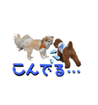 我が家のハーフ犬ポメチ⑨（個別スタンプ：11）