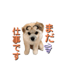 我が家のハーフ犬ポメチ⑨（個別スタンプ：12）