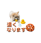 我が家のハーフ犬ポメチ⑨（個別スタンプ：13）