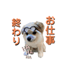 我が家のハーフ犬ポメチ⑨（個別スタンプ：14）
