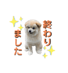 我が家のハーフ犬ポメチ⑨（個別スタンプ：15）