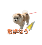 我が家のハーフ犬ポメチ⑨（個別スタンプ：16）