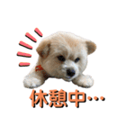 我が家のハーフ犬ポメチ⑨（個別スタンプ：17）