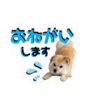 我が家のハーフ犬ポメチ⑨（個別スタンプ：18）