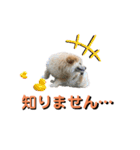 我が家のハーフ犬ポメチ⑨（個別スタンプ：19）