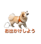 我が家のハーフ犬ポメチ⑨（個別スタンプ：20）