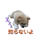 我が家のハーフ犬ポメチ⑨（個別スタンプ：21）