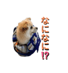 我が家のハーフ犬ポメチ⑨（個別スタンプ：22）