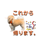 我が家のハーフ犬ポメチ⑨（個別スタンプ：23）