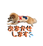 我が家のハーフ犬ポメチ⑨（個別スタンプ：24）