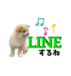 我が家のハーフ犬ポメチ⑨（個別スタンプ：25）