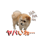 我が家のハーフ犬ポメチ⑨（個別スタンプ：26）