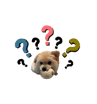 我が家のハーフ犬ポメチ⑨（個別スタンプ：27）