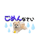 我が家のハーフ犬ポメチ⑨（個別スタンプ：28）