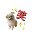 我が家のハーフ犬ポメチ⑨（個別スタンプ：29）