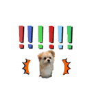 我が家のハーフ犬ポメチ⑨（個別スタンプ：31）