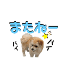 我が家のハーフ犬ポメチ⑨（個別スタンプ：32）