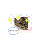 Ashura(アシュラ)♂4（個別スタンプ：22）