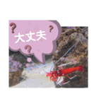 ジャッキー太郎・9（個別スタンプ：13）