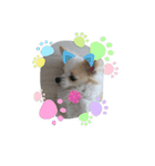 かわいい癒やしのワンコスタンプ（個別スタンプ：1）